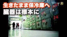 【禁聞】生きたまま保冷庫へ 臓器は標本に（中）
