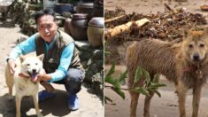 산사태에 쓸려간 ‘진순이’… 27시간 만에 스스로 집 찾아와