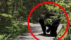 “곰도 놀랐다”…지리산서 반달가슴곰 마주쳐 화제