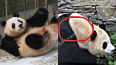푸바오 탈모? ‘열악 대우’ 의혹에…中 당국 “사실 무근”